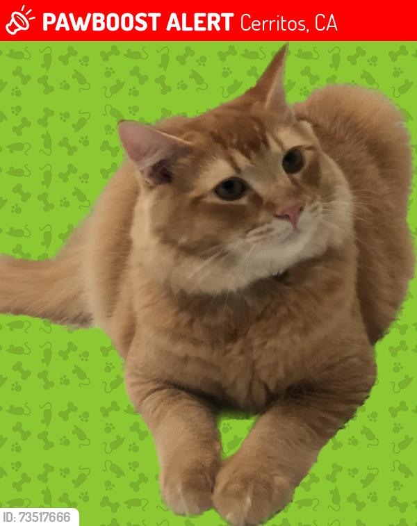 Lost Male Cat last seen Lucas St. & Maria Ave., Cerritos, CA 90703