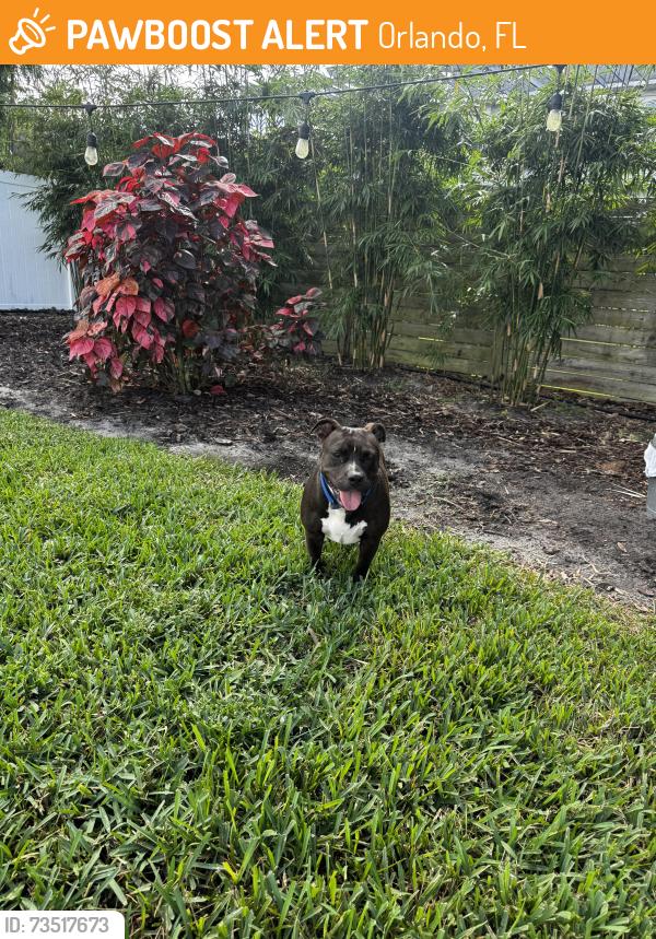 Found/Stray Female Dog last seen North garland ave and Washington st, Orlando, FL 32801