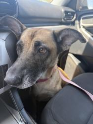Lost Female Dog last seen McKinley, holly vista, San Bernardino, CA 92404