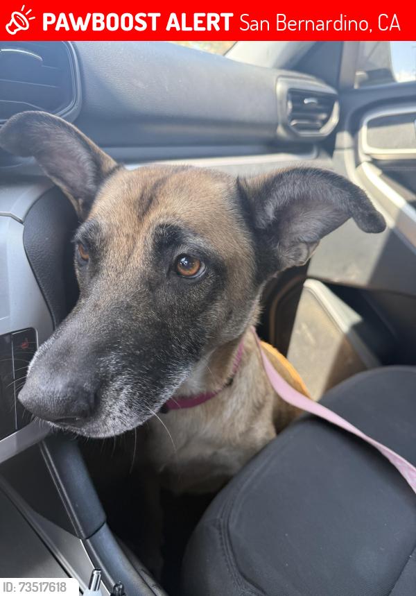 Lost Female Dog last seen McKinley, holly vista, San Bernardino, CA 92404