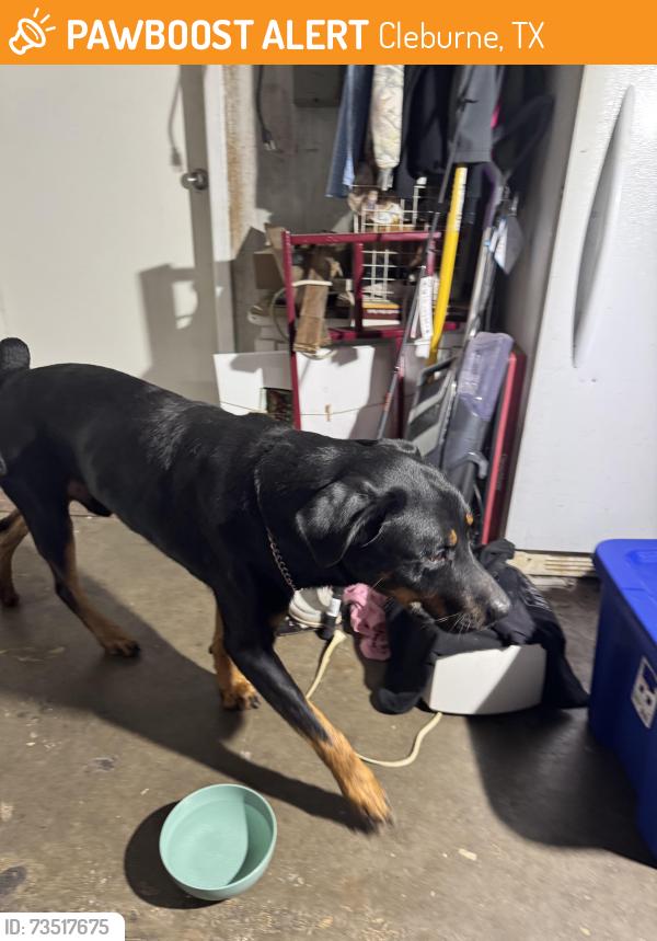 Found/Stray Male Dog last seen Ridgeway, Cleburne, TX 76033