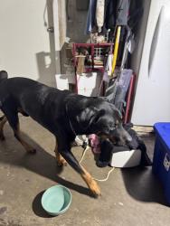 Found/Stray Male Dog last seen Ridgeway, Cleburne, TX 76033