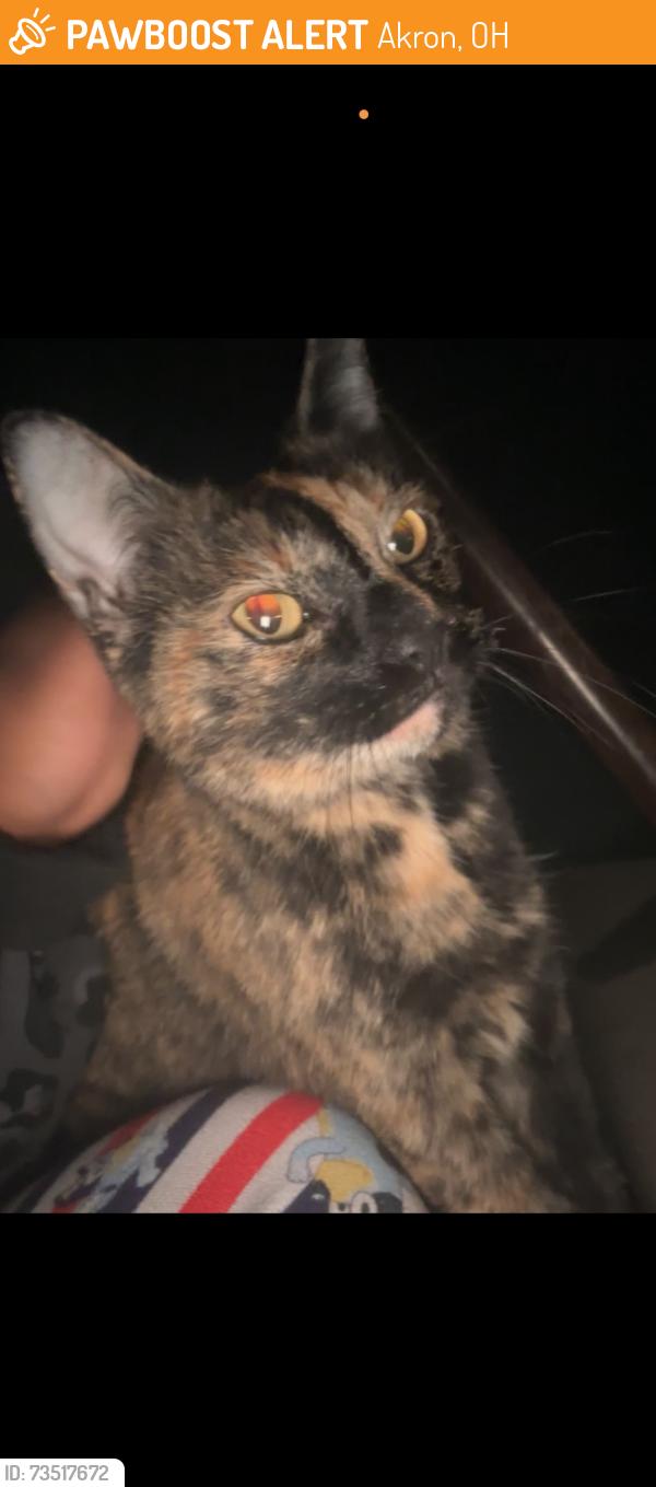 Found/Stray Female Cat last seen Becker, Akron, OH 44306