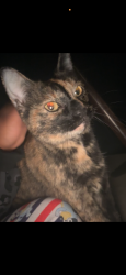Found/Stray Female Cat last seen Becker, Akron, OH 44306
