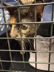 Shelter Stray Female Cat last seen Falls Church,VA.22041.Vista Dr/Glen Carlyn, Fairfax County, VA, 4500 West Ox Rd, Fairfax, VA 22030, USA