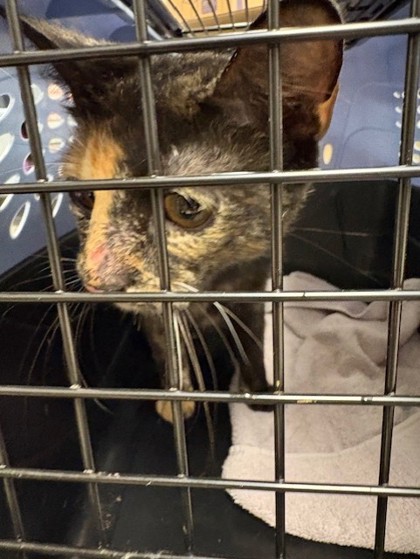 Shelter Stray Female Cat last seen Falls Church,VA.22041.Vista Dr/Glen Carlyn, Fairfax County, VA, 4500 West Ox Rd, Fairfax, VA 22030, USA