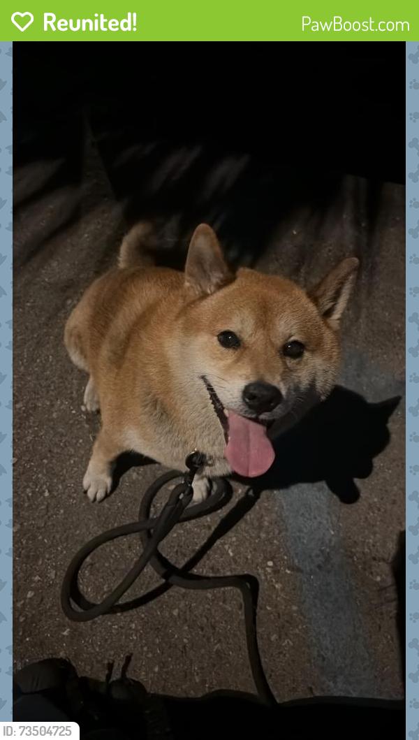 Reunited Male Dog last seen Behind the super in the alleyway, Los Angeles, CA 90001