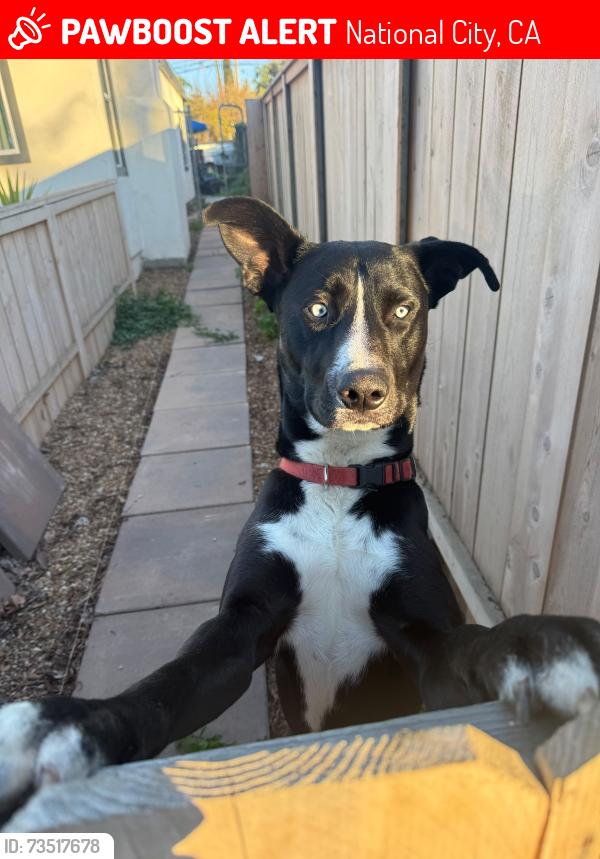 Lost Male Dog last seen Logan ave, National City, CA 91950