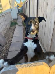 Lost Male Dog last seen Logan ave, National City, CA 91950