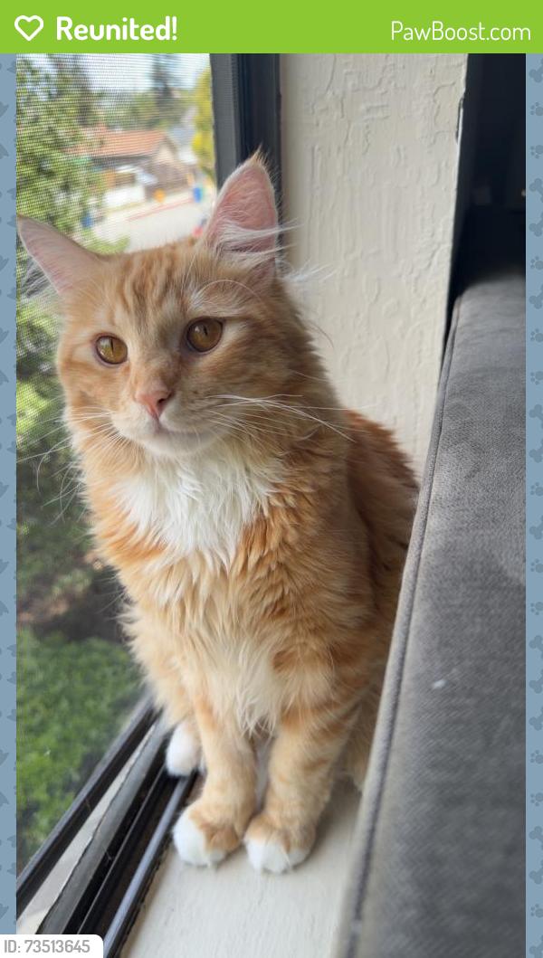 Reunited Male Cat last seen Lund ave, Hayward, CA 94544