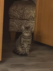Reunited Female Cat last seen Urbana Way, Saint John’s Way, Davison Street, 42nd St, Butler St, Bowery Way, Pittsburgh, PA 15201
