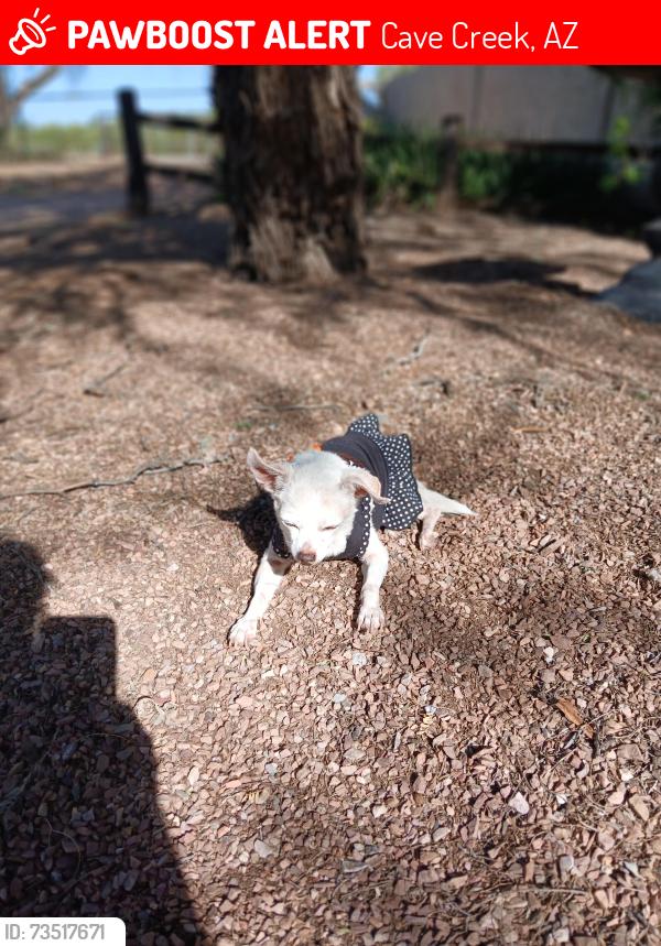 Lost Female Dog last seen 44st /Dynamite, Cave Creek, AZ 85331