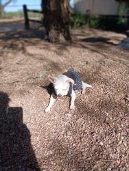 Lost Female Dog last seen 44st /Dynamite, Cave Creek, AZ 85331