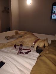 Lost Male Dog last seen Near Frederica St, Owensboro, KY, Owensboro, KY 42301