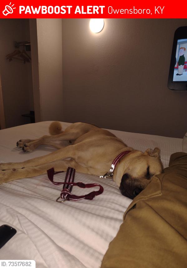 Lost Male Dog last seen Near Frederica St, Owensboro, KY, Owensboro, KY 42301