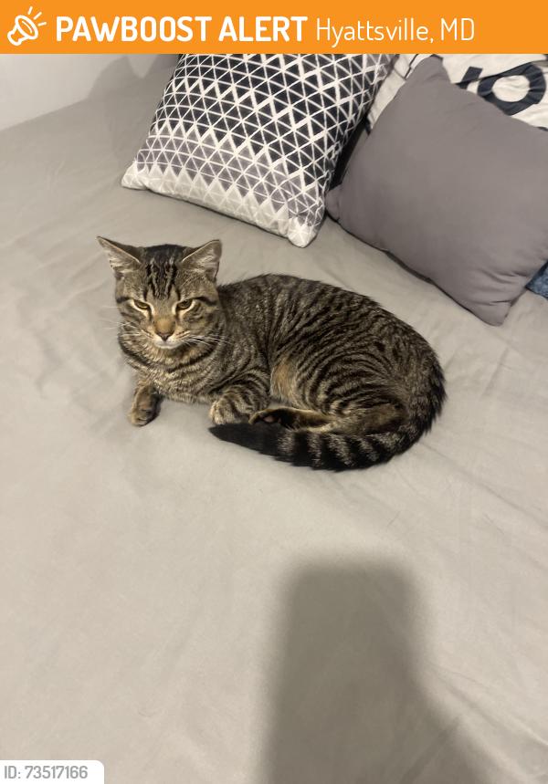 Found/Stray Male Cat last seen 18th ave, Hyattsville, MD 20783