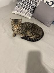 Found/Stray Male Cat last seen 18th ave, Hyattsville, MD 20783
