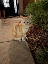 Found/Stray Unknown Cat last seen Near Kedzie Brown Line stop, Chicago, IL 60625