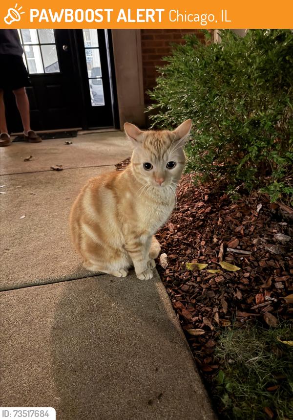 Found/Stray Unknown Cat last seen Near Kedzie Brown Line stop, Chicago, IL 60625