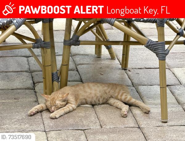 Lost Male Cat last seen Gulf of Mexico dr, Longboat Key, FL 34228