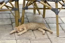 Lost Male Cat last seen Gulf of Mexico dr, Longboat Key, FL 34228