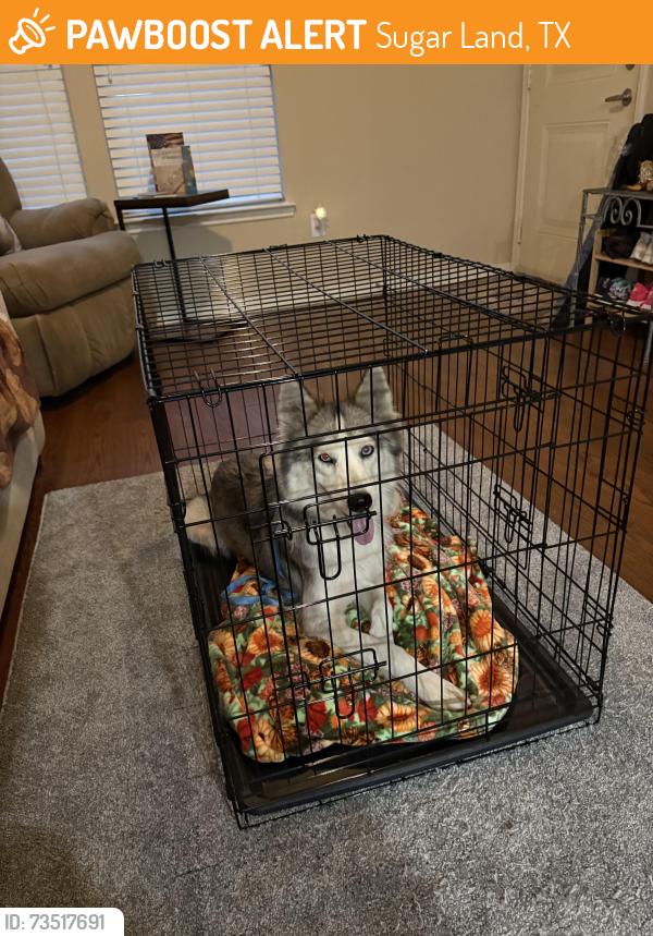 Found/Stray Female Dog last seen Highway six and Bissonnet at Kroger, Sugar Land, TX 77498