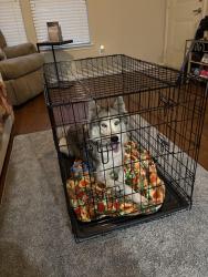 Found/Stray Female Dog last seen Highway six and Bissonnet at Kroger, Sugar Land, TX 77498