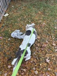 Found/Stray Male Dog last seen Elgin Ave Forest Park, IL, Oak Park, IL 60304
