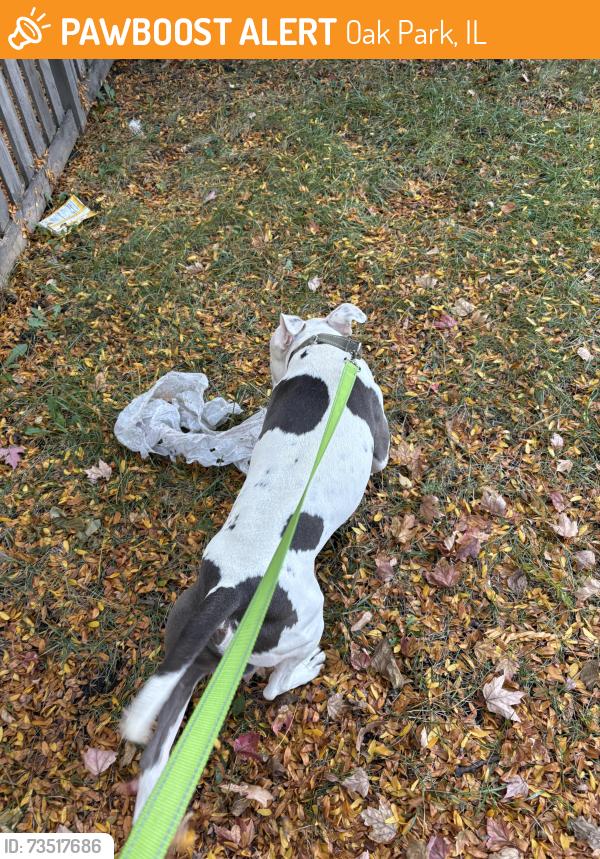 Found/Stray Male Dog last seen Elgin Ave Forest Park, IL, Oak Park, IL 60304