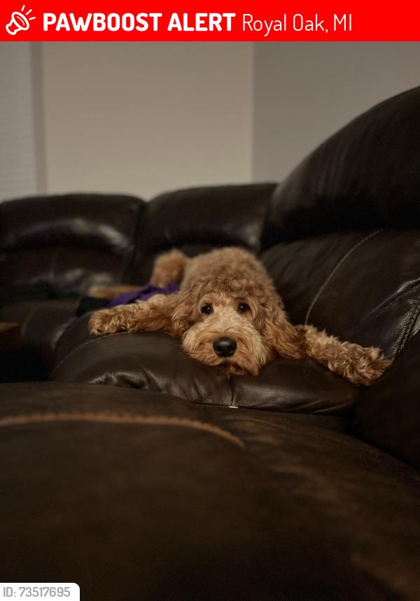 Lost Female Dog last seen Knowles Streey and Hudson ave, Royal Oak, MI 48067