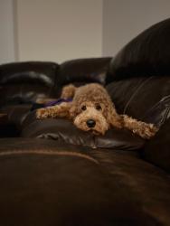 Lost Female Dog last seen Knowles Streey and Hudson ave, Royal Oak, MI 48067