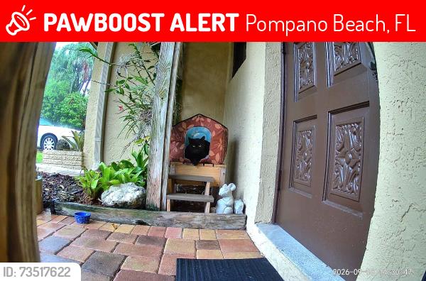 Lost Male Cat last seen Hillsboro Inlet, Pompano Beach, FL 33062