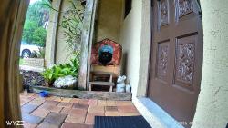Lost Male Cat last seen Hillsboro Inlet, Pompano Beach, FL 33062