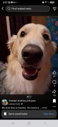 Lost Male Dog last seen Park, Loveland, CO 80537