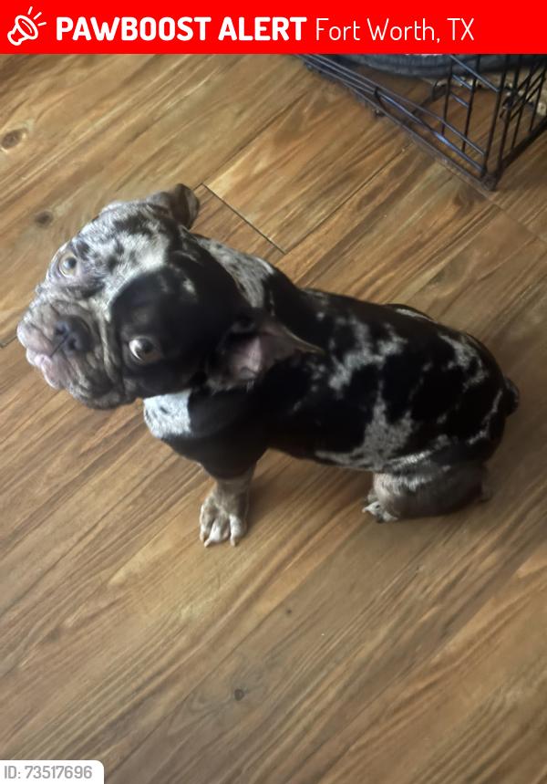 Lost Male Dog last seen meaders and lancaster, Fort Worth, TX 76112