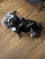 Lost Male Dog last seen meaders and lancaster, Fort Worth, TX 76112