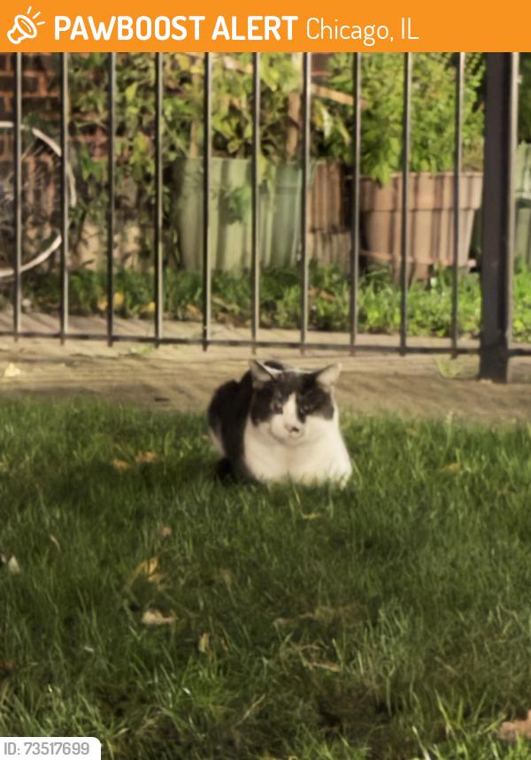 Found/Stray Unknown Cat last seen Kedzie Brown Line stop, Chicago, IL 60625