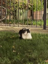 Found/Stray Unknown Cat last seen Kedzie Brown Line stop, Chicago, IL 60625