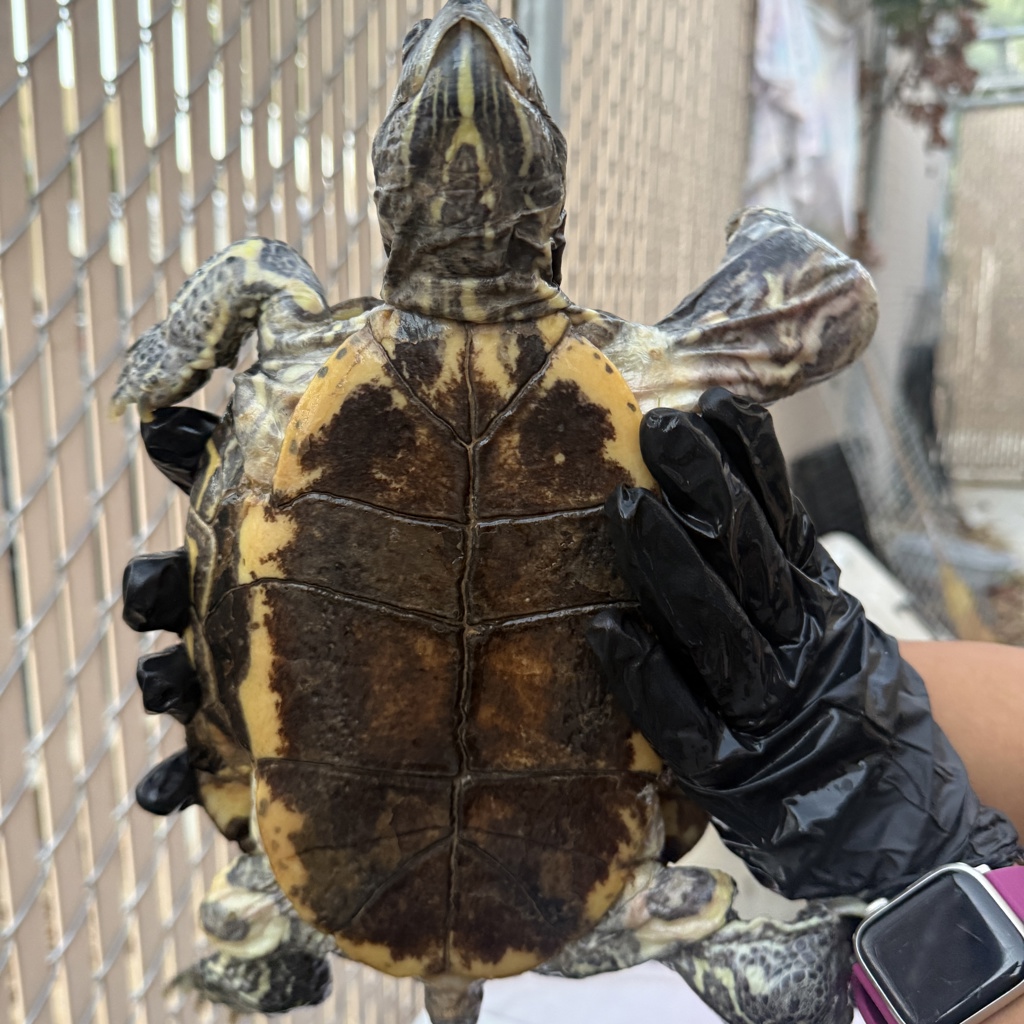 Shelter Stray Unknown Reptile last seen Elm Ave, Imperial Beach, CA, 91932, 5500 Gaines St, San Diego, CA 92110, USA