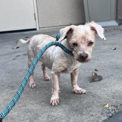 Shelter Stray Male Dog last seen Mission Bay Park, San Diego, CA, 92121, 5500 Gaines St, San Diego, CA 92110, USA