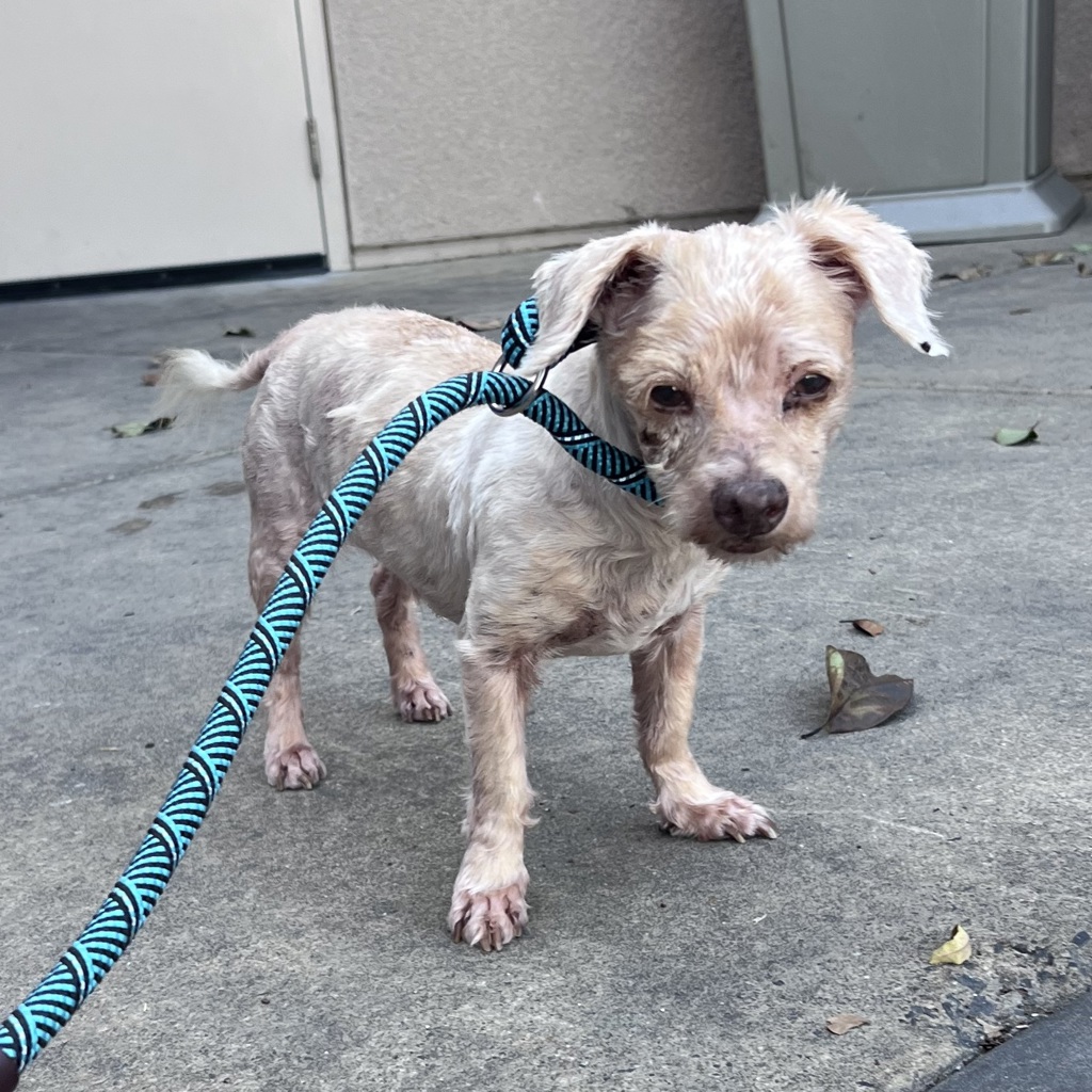Shelter Stray Male Dog last seen Mission Bay Park, San Diego, CA, 92121, 5500 Gaines St, San Diego, CA 92110, USA