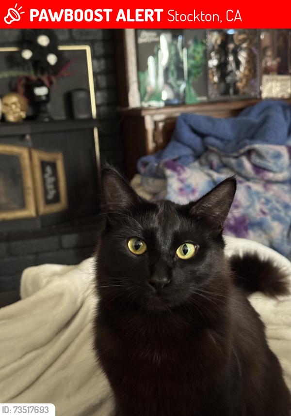 Lost Male Cat last seen Apple Blossom Way, Stockton, CA 95209