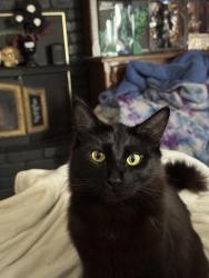 Lost Male Cat last seen Apple Blossom Way, Stockton, CA 95209