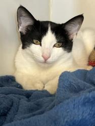 Shelter Stray Female Cat last seen Near Gayneswood Way, San Diego, CA, 92139, El Cajon, CA 92020, USA