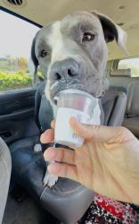 Shelter Stray Female Dog last seen Near Heritage Road, San Diego, CA, 92154, 5500 Gaines St, San Diego, CA 92110, USA