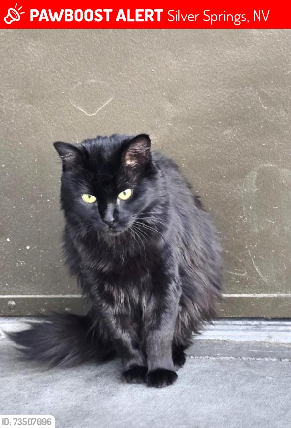 Lost Female Cat last seen Silver Springs, Silver Springs, NV 89429