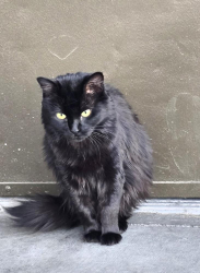 Lost Female Cat last seen Silver Springs, Silver Springs, NV 89429
