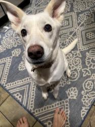 Reunited Female Dog last seen Chisholm’s Cattle Trail Park, Norman, OK 73071