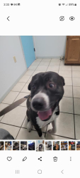 Lost Male Dog last seen Mile marker 54, Bedford, PA 15522
