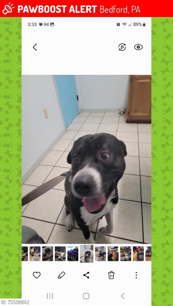 Lost Male Dog last seen Mile marker 54, Bedford, PA 15522